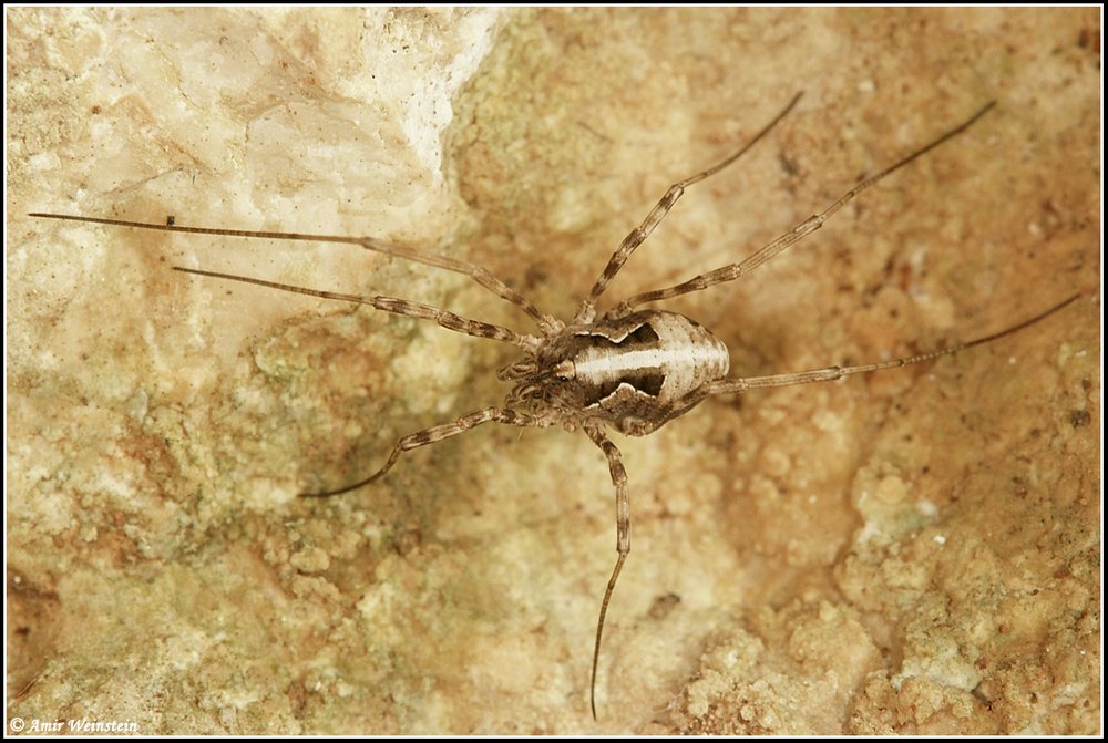 Opiliones d''Israele - No 7: Phalangium savigni